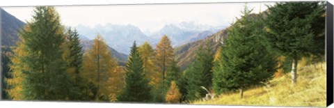 Framed Larch trees with a mountain range in the background, Dolomites, Cadore, Province of Belluno, Veneto, Italy Print