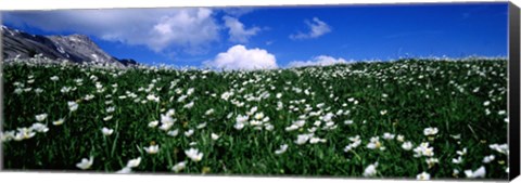 Framed White flowers in a field, French Riviera, Provence-Alpes-Cote d&#39;Azur, France Print