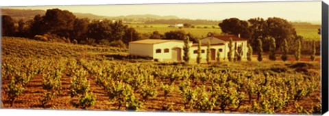 Framed Farmhouses in a vineyard, Penedes, Catalonia, Spain Print