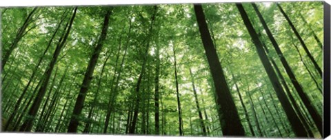 Framed Low angle view of beech trees, Baden-Wurttemberg, Germany Print