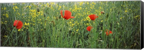 Framed Poppies blooming in oilseed rape (Brassica napus) field, Baden-Wurttemberg, Germany Print