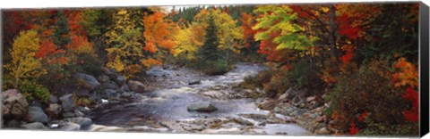 Framed Stream with trees in a forest in autumn, Nova Scotia, Canada Print