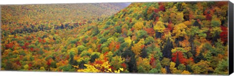 Framed Mountain forest in autumn, Nova Scotia, Canada Print