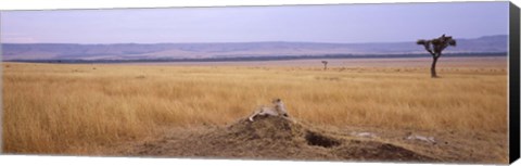 Framed Cheetah (Acinonyx jubatus) sitting on a mound looking back, Masai Mara National Reserve, Kenya Print