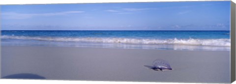 Framed Portuguese Man-Of-War (Physalia physalis) on the beach, Bermuda Print