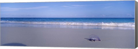 Framed Portuguese Man-Of-War (Physalia physalis) on the beach, Bermuda Print