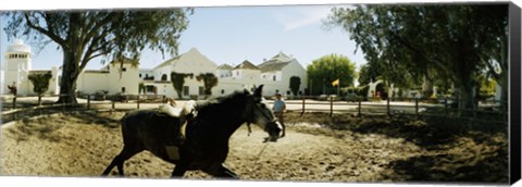 Framed Horse running in an paddock, Gerena, Seville, Seville Province, Andalusia, Spain Print