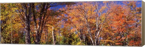 Framed Trees in autumn, Vermont, USA Print