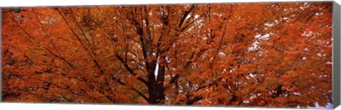 Framed Maple tree in autumn, Vermont, USA Print