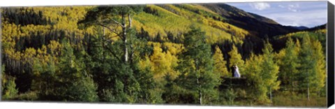 Framed Newlywed couple in a forest, Aspen, Pitkin County, Colorado, USA Print