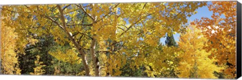 Framed Aspen trees with foliage in autumn, Colorado, USA Print