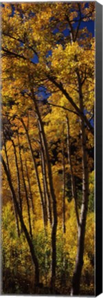 Framed Tall Aspen trees in autumn, Colorado, USA Print