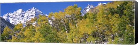 Framed Forest with snowcapped mountains in the background, Maroon Bells, Aspen, Pitkin County, Colorado, USA Print