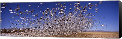 Framed Snow Geest, Bosque del Apache National Wildlife Reserve, New Mexico, USA Print