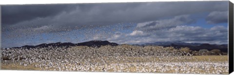 Framed Flock of Snow Geese Flying Under a Cloudy Sky, Bosque del Apache National Wildlife Reserve, New Mexico Print