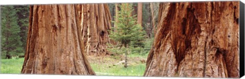 Framed Sapling among full grown Sequoias, Sequoia National Park, California, USA Print