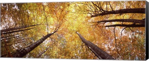 Framed Low angle view of trees with yellow foliage, Bavaria, Germany Print