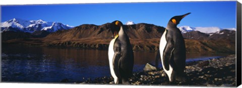 Framed Two King penguins on shore of Cumberland Bay East, King Edward Point, Cumberland Bay, South Georgia Island Print