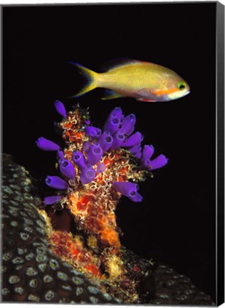 Framed Bluebell tunicate (Clavelina puertosecensis) and Anthias Fish (Pseudanthias lori) in the sea Print