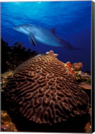 Framed Bottle-Nosed dolphin (Tursiops truncatus) and coral in the sea Print