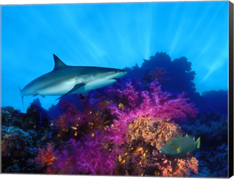 Framed Caribbean Reef shark (Carcharhinus perezi) and Soft corals in the ocean Print