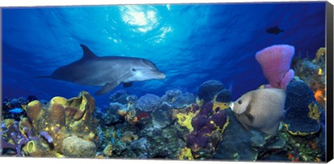 Framed Bottle-Nosed dolphin (Tursiops truncatus) and Gray angelfish (Pomacanthus arcuatus) on coral reef in the sea Print