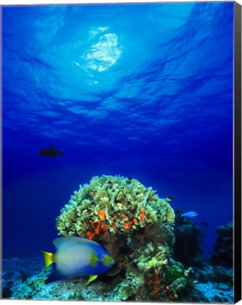 Framed Queen angelfish (Holacanthus ciliaris) and Blue chromis (Chromis cyanea) with Black Durgon in the sea Print