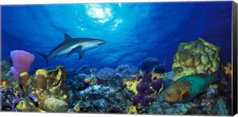 Framed Caribbean Reef shark (Carcharhinus perezi) Rainbow Parrotfish (Scarus guacamaia) in the sea Print