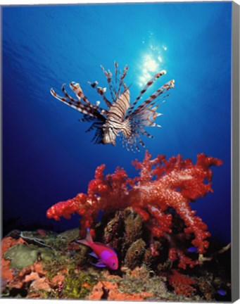 Framed Lionfish (Pteropterus radiata) and Squarespot anthias (Pseudanthias pleurotaenia) with soft corals in the ocean Print