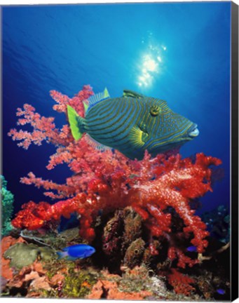 Framed Orange-Lined triggerfish (Balistapus undulatus) and soft corals in the ocean Print