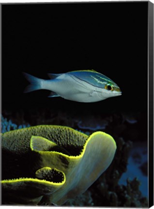 Framed Two-Lined monocle bream (Scolopsis bilineata) and coral in the ocean Print