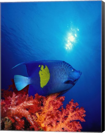 Framed Yellow-Banded angelfish (Pomacanthus maculosus) with soft corals in the ocean Print