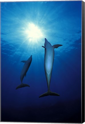 Framed Bottle-Nosed dolphins (Tursiops truncatus) in the sea Print