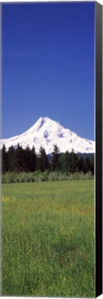 Framed Field with a snowcapped mountain in the background, Mt Hood, Oregon (vertical) Print