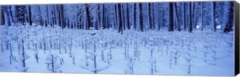 Framed Snow covered trees on a landscape, Yosemite Valley, Yosemite National Park, Mariposa County, California, USA Print