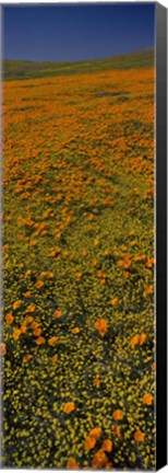 Framed Orange Wildflowers, California Print