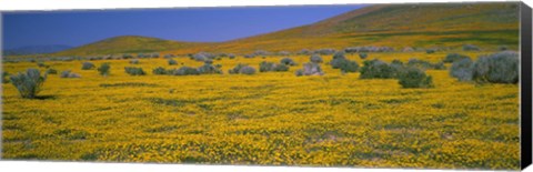 Framed Yellow Wildflowers on a landscape, California Print