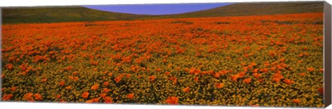 Framed Orange Wildflowers on a landscape, California Print