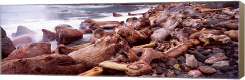 Framed Driftwood on the beach, Oregon Coast, Oregon, USA Print