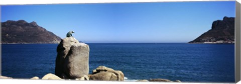 Framed Bronze leopard statue on a boulder, Hout Bay, Cape Town, Western Cape Province, South Africa Print