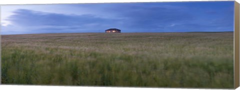 Framed Barley field with a house in the background, Orkney Islands, Scotland Print