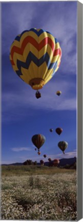 Framed Hot air balloons rising, Hot Air Balloon Rodeo, Steamboat Springs, Colorado Print