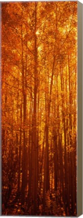 Framed Aspen trees at sunrise in autumn, Colorado (vertical) Print