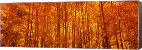 Framed Aspen trees at sunrise in autumn, Colorado (horizontal) Print