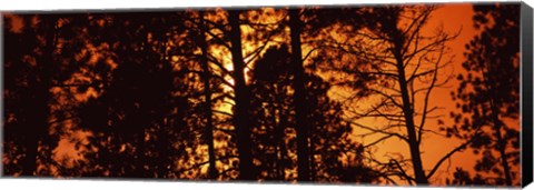 Framed Low angle view of trees at sunrise, Colorado, USA Print