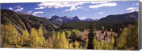 Framed Aspen trees with mountains in the background, Colorado, USA Print