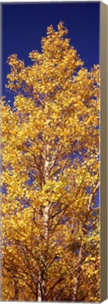 Framed Low angle view of aspen trees in autumn, Colorado Print