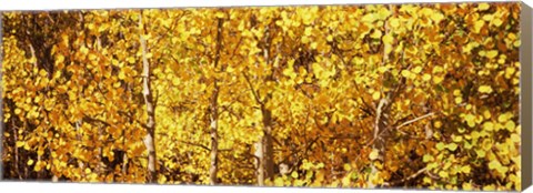 Framed Aspen trees with yellow foliage, Colorado, USA Print