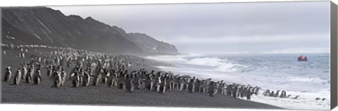 Framed Chinstrap penguins marching to the sea, Bailey Head, Deception Island, Antarctica Print