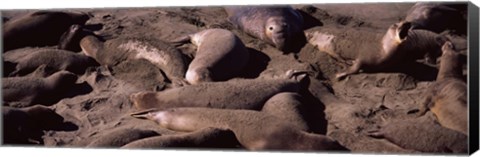 Framed Elephant seals on the beach, San Luis Obispo County, California Print